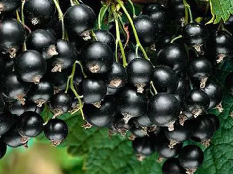 Ribes nigrum 'Titania'