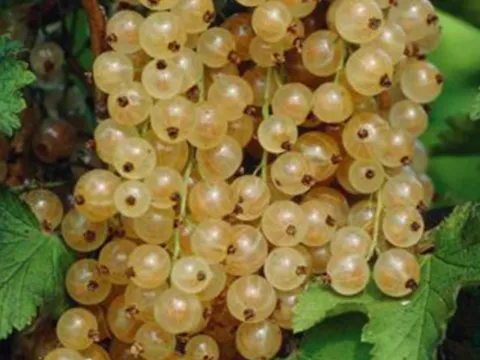 Ribes rubrum 'Blanka'