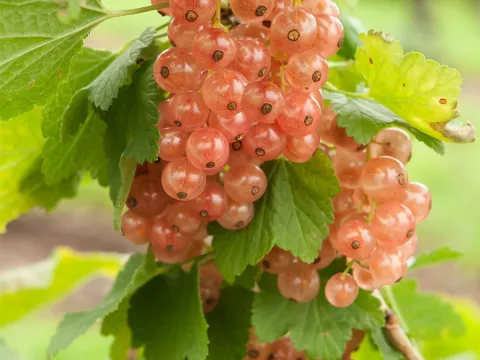 Ribes rubrum 'Gloire des Sablons'