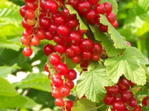 Ribes rubrum 'Junifer'