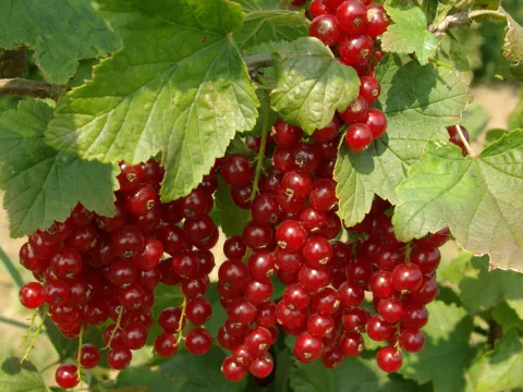 Ribes rubrum 'Jonkheer van Tets'