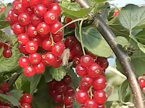 Ribes rubrum 'Rovada'