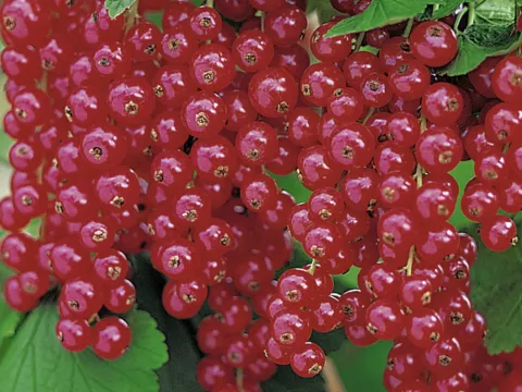 Ribes rubrum 'Rolan'