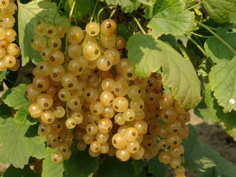 Ribes rubrum 'Versaillaise Blanche'