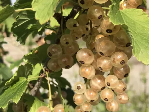 Ribes rubrum 'Witte Hollander'