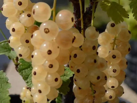 Ribes rubrum 'Zitavia'