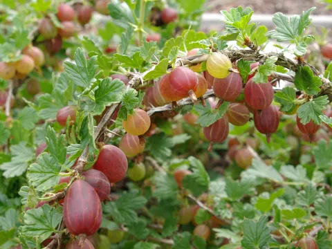 Ribes uva-crispa 'Captivator'