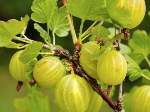 Ribes uva-crispa 'Hinnonmaki Gul'