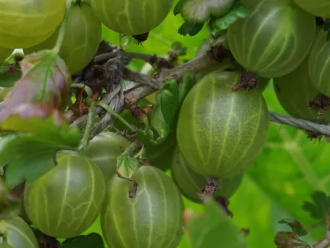 Ribes uva-crispa 'Hinnonmaki Grün'