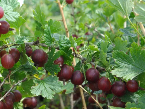 Ribes uva-crispa 'Hinnonmaki Rod'