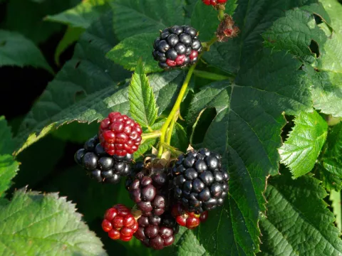Rubus fruticosus 'Black Satin'
