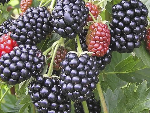 Rubus fruticosus 'Dirksen'