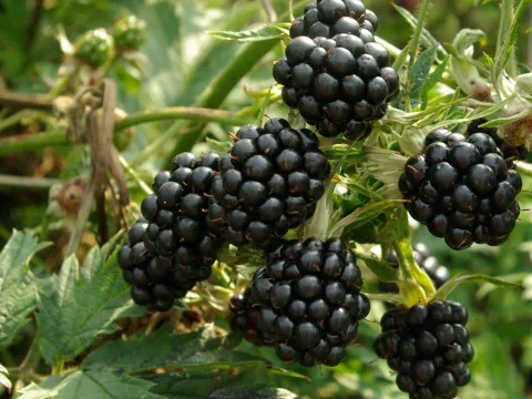 Rubus fruticosa 'Thornless Evergreen'