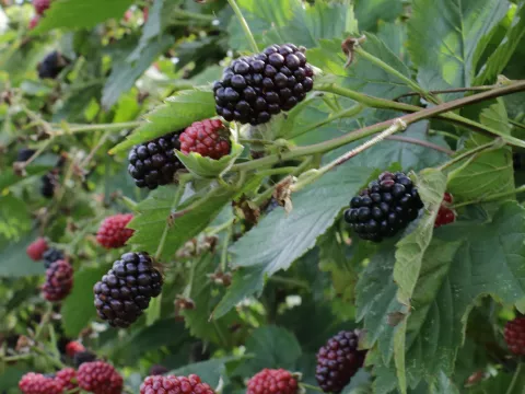 Rubus fruticosus 'Thornfree'