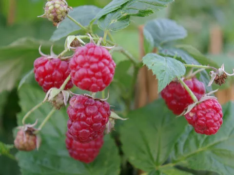 Rubus idaeus 'Autumn Bliss'®