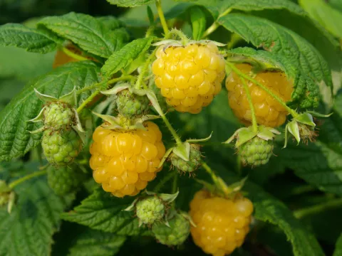 Rubus idaeus 'Fallgold'