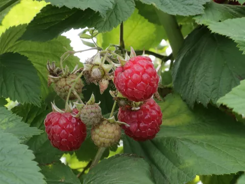 Rubus idaeus 'Glen Ample'®