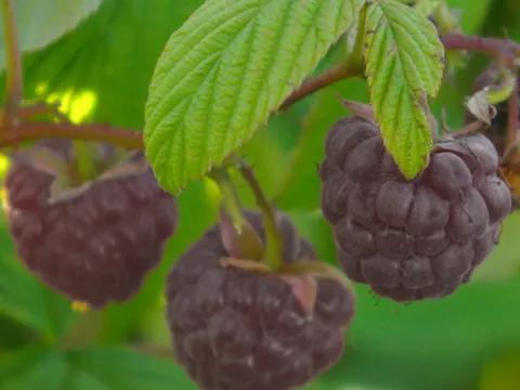 Rubus idaeus 'Glen Coe'