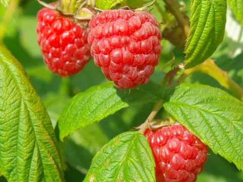 Rubus idaeus 'Heritage'