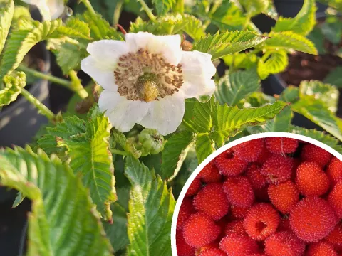 Rubus illecebrosus