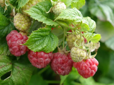 Rubus idaeus 'Little Sweet Sister' ®