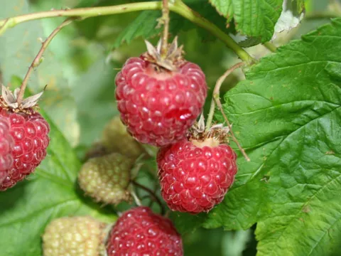 Rubus idaeus 'Meeker'