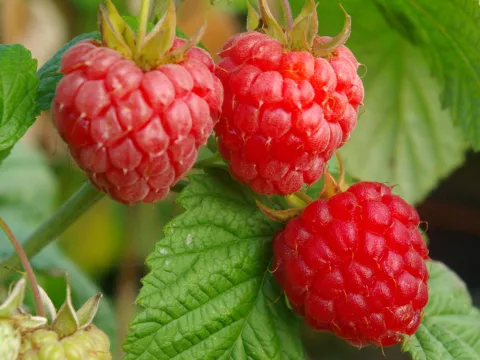 Rubus idaeus 'Malling Promise'