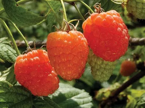 Rubus idaeus 'Valentina'®