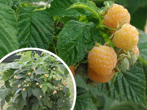 Rubus idaeus Summer Lovers@Patio Gold