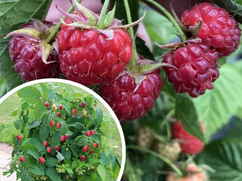 Rubus idaeus Summer Lovers@Patio Red