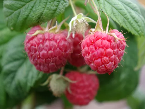Rubus idaeus 'Tulameen'
