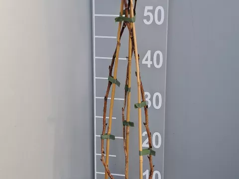 Rubus idaeus 'Zefa herbsternte'