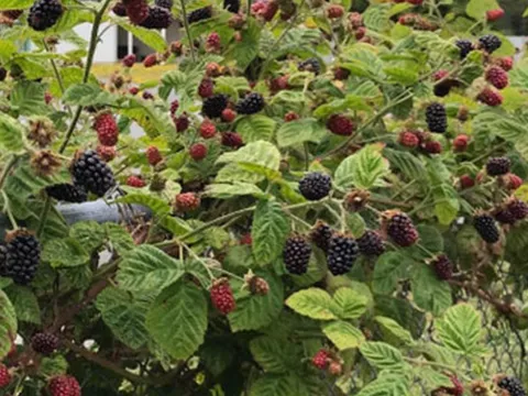 Rubus 'Loganberry'