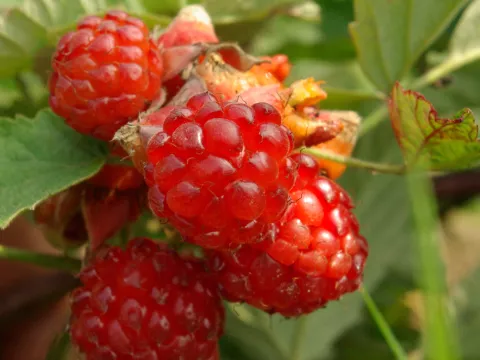 Rubus phoenicolasius