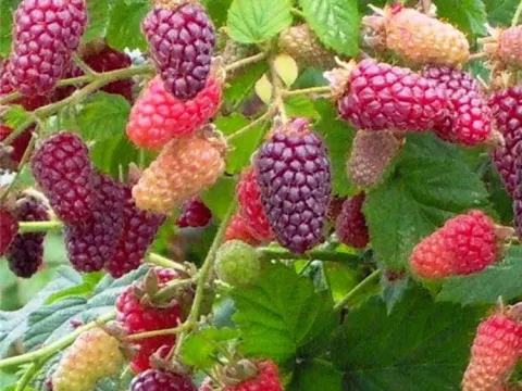 Rubus 'Tayberry Buckingham Thornless'