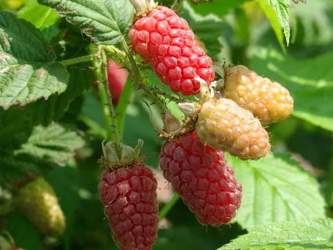Rubus 'Tayberry'