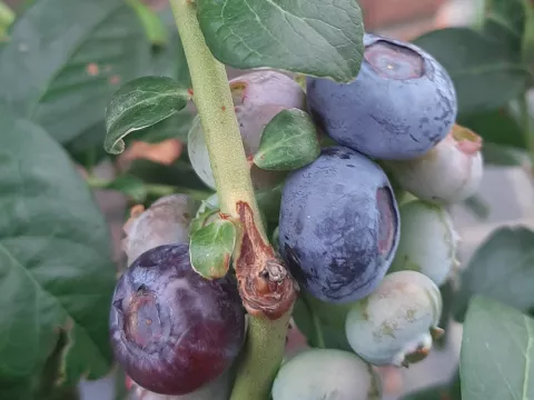 Vaccinium corymbosum 'Chandler'