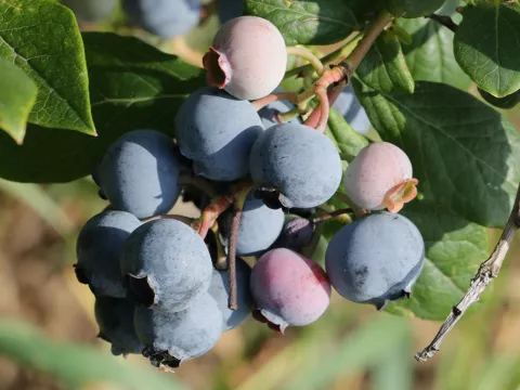 Vaccinium corymbosum 'Duke'