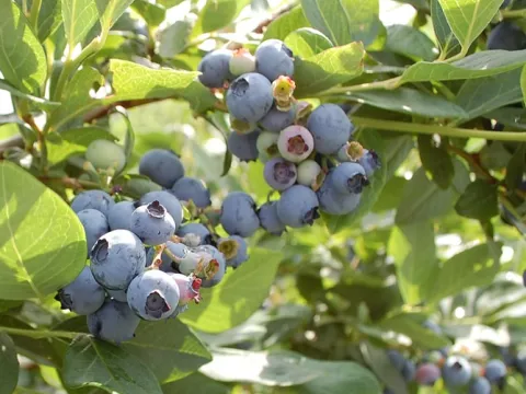 Vaccinium corymbosum 'Hardy Blue'