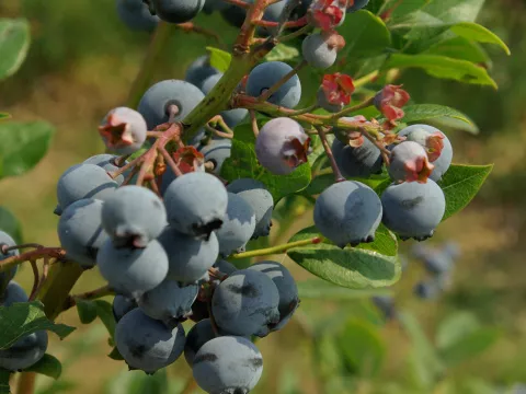 Vaccinium corymbosum 'Spartan'