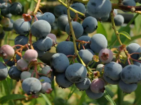 Vaccinium corymbosum 'Spartan'