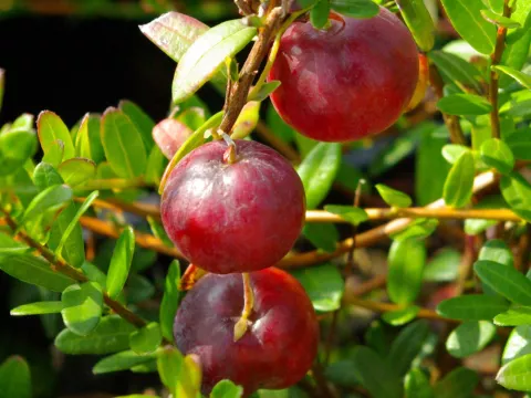 Vaccinium macrocarpon