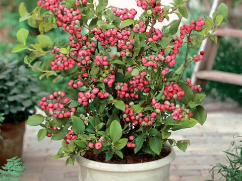 Vaccinium corymbosum 'Pink Lemonade®'