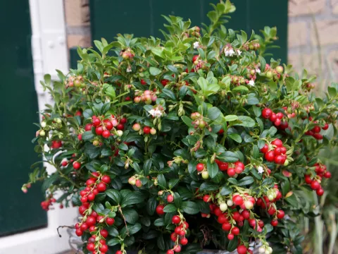 Vaccinium vitis-idaea 'Miss Cherry' ®