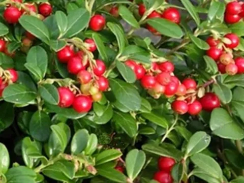 Vaccinium vitis-idaea 'Red Pearl'