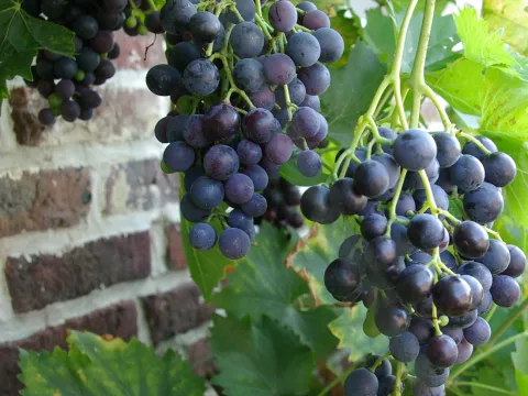 Vitis 'Boskoop Glory'