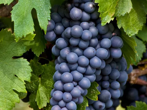 Vitis 'Frankenthaler'