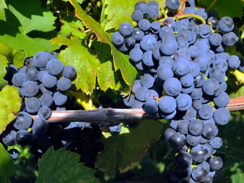 Vitis 'Marechal Foch'