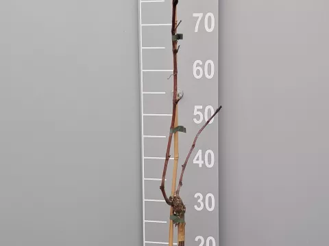 Vitis 'New York Muscat'