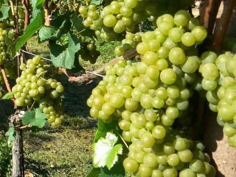 Vitis 'Solaris'